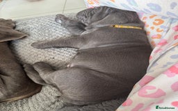 Neapolitan Mastiff dogs for sale:  Neapolitan mastiff puppies Newcastle  - Image 29