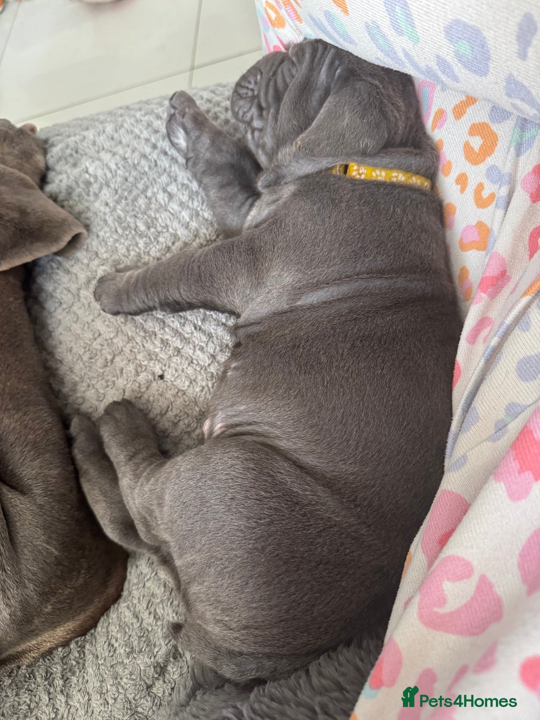 Neapolitan Mastiff dogs for sale:  Neapolitan mastiff puppies Newcastle  - Image 29