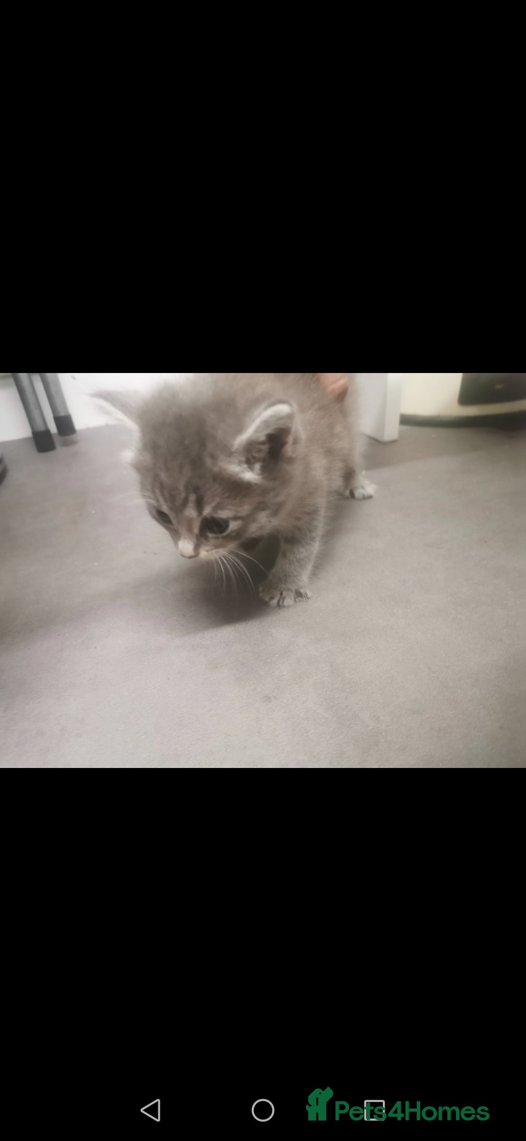 Russian Blue cats for sale: Adorable kittens for sale  - Image 2