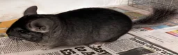Chinchilla rodents for sale: Bobby, lovely Standard boy - Advert 2