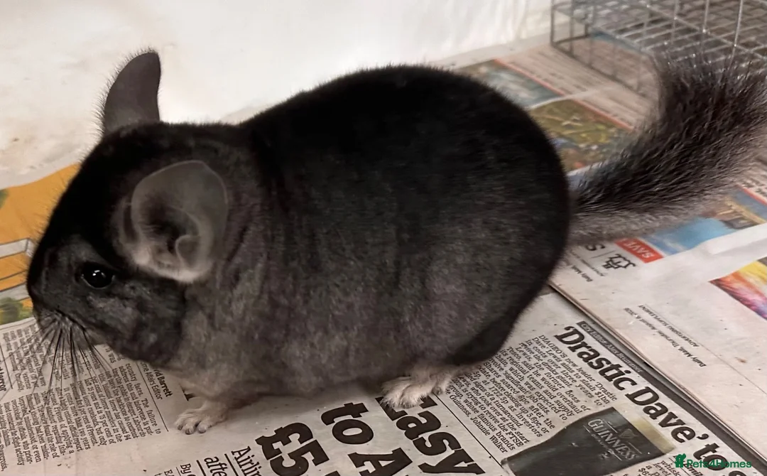 Chinchilla rodents for sale: Bobby, lovely Standard boy - Advert 2