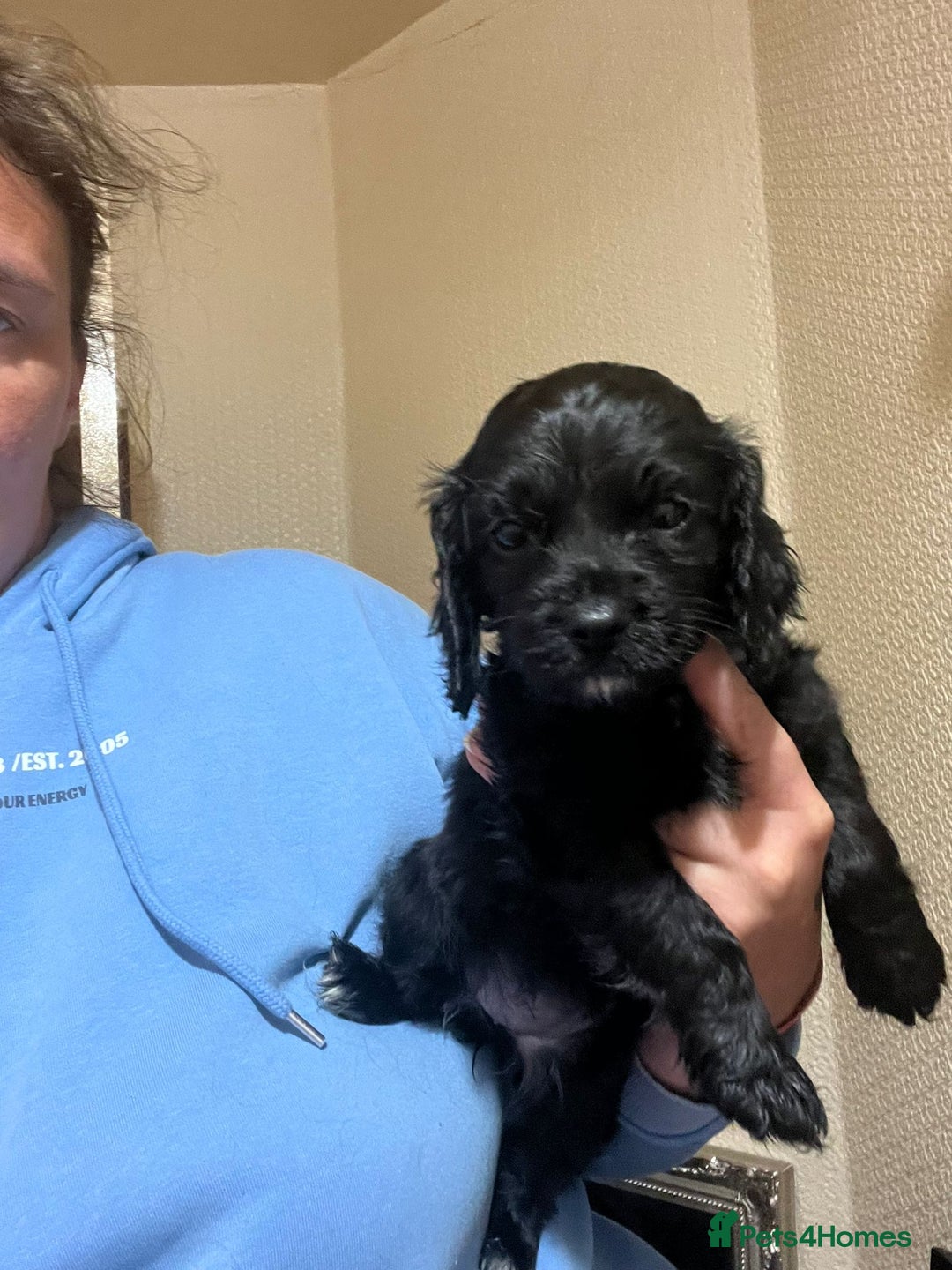 Cockapoo dogs for sale: 2 black stunning girls cockerpoos - Advert 9