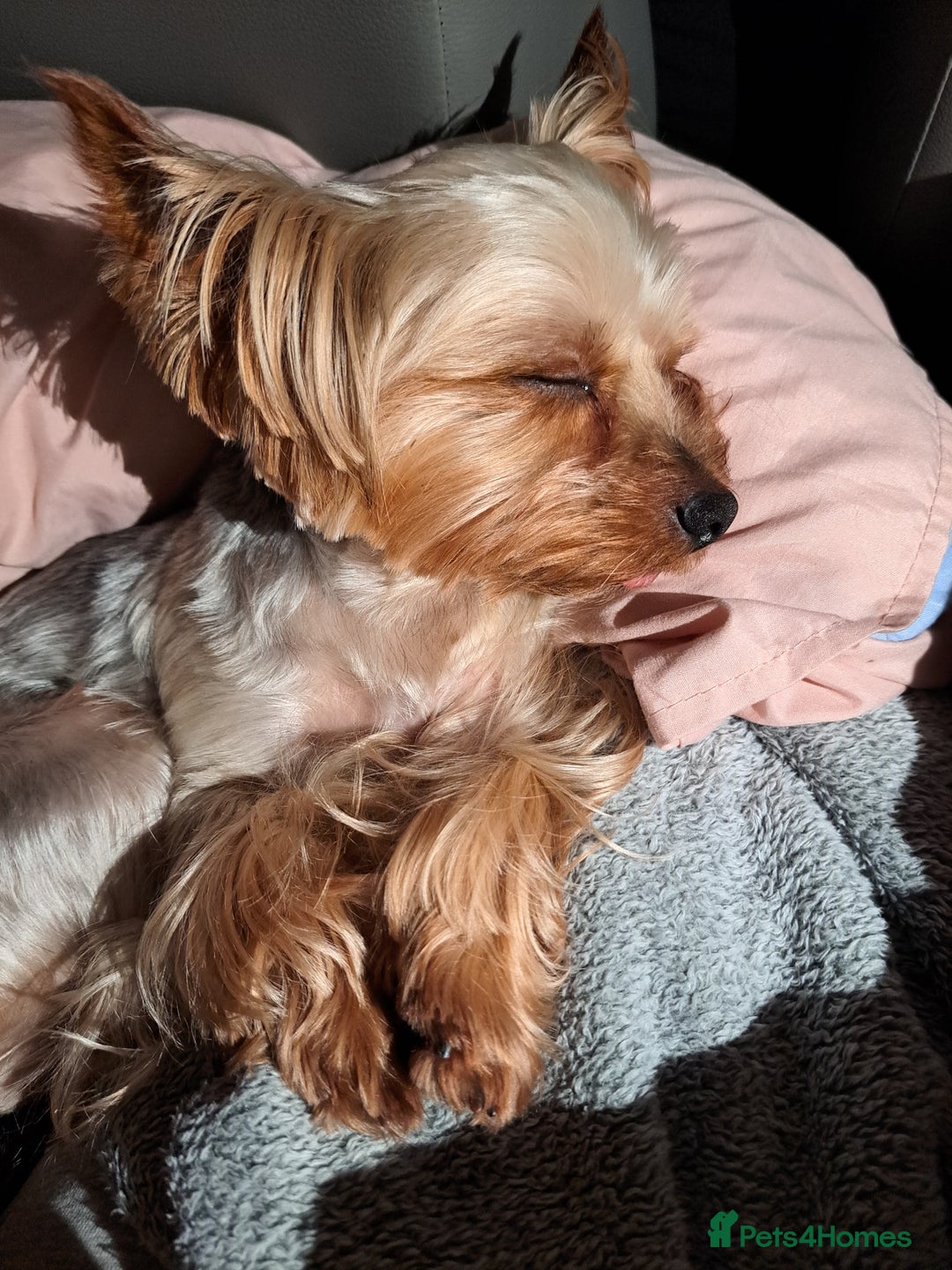 Yorkshire Terrier dogs for sale: Yorkshire Terriers ready for new home  - Advert 25