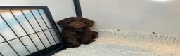 Cockapoo dogs for sale: F1 Cockapoo - Advert 4