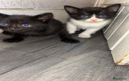 Mixed Breed cats for sale: Beautiful babies  - Image 6