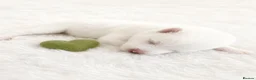 Samoyed dogs for sale: 🐾 Beautiful Samoyed Puppies Available 🐾 - Advert 19