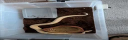 Python Snake reptiles for sale: Albino Royal Python - Advert 5
