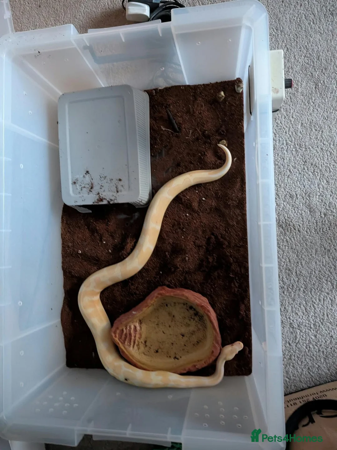 Python Snake reptiles for sale: Albino Royal Python - Advert 5