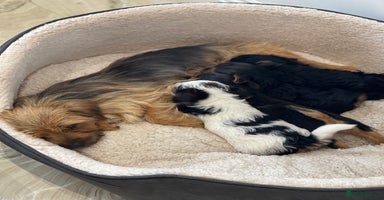 Yorkshire Terrier dogs - Advert 11