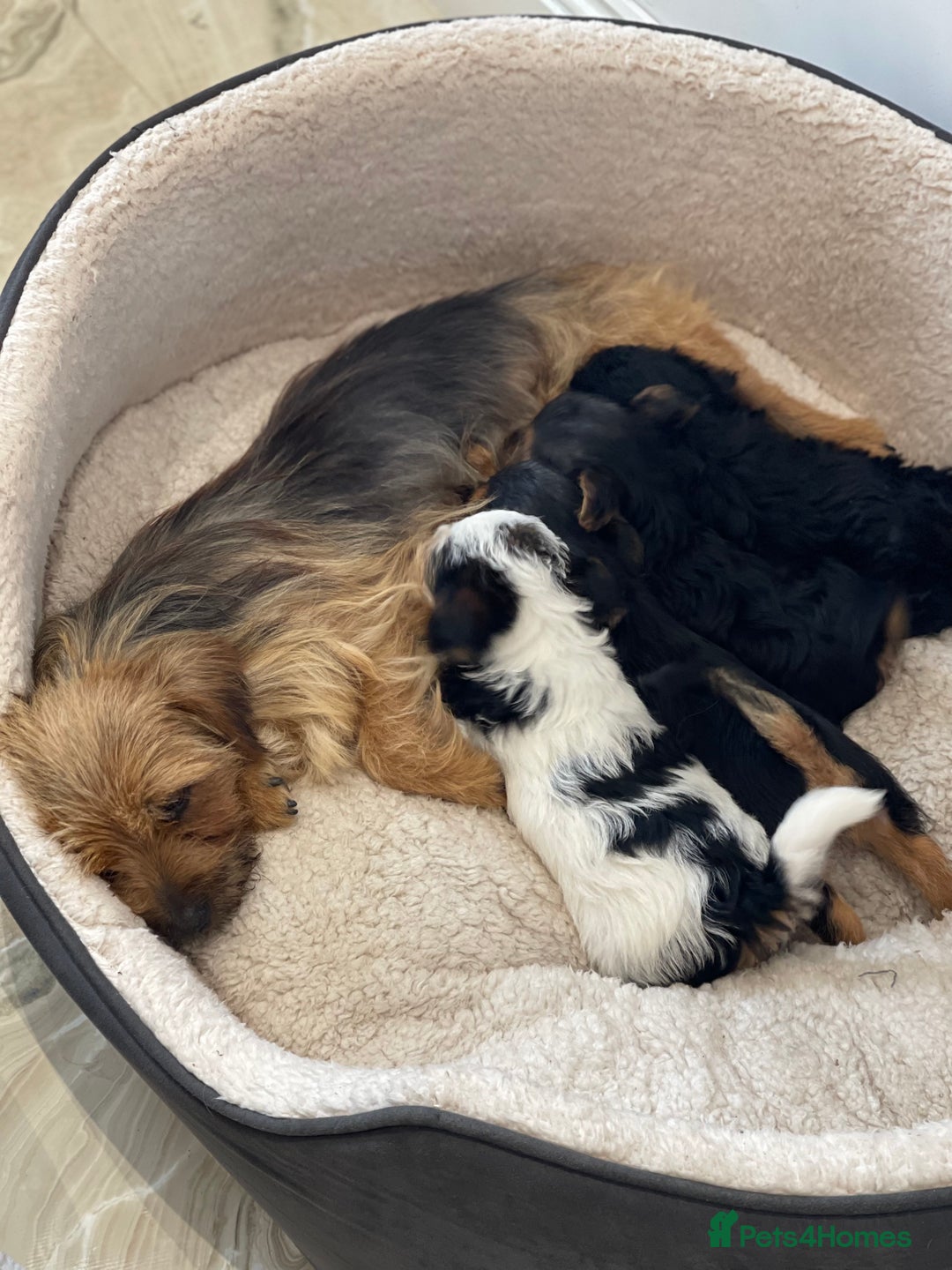 Yorkshire Terrier dogs for sale: Yorkshire terrier mini pups  - Image 2