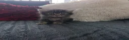 Mixed Breed cats for sale: Kittens  - Advert 38