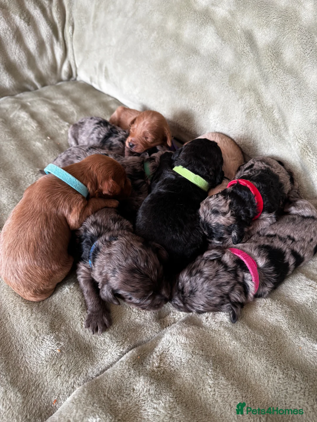 Mixed Breed dogs for sale: F1B Golddendoodle - Advert 2