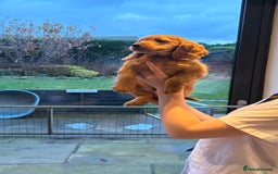 Cockapoo dogs for sale: Last Cockapoo boy  - Advert 3