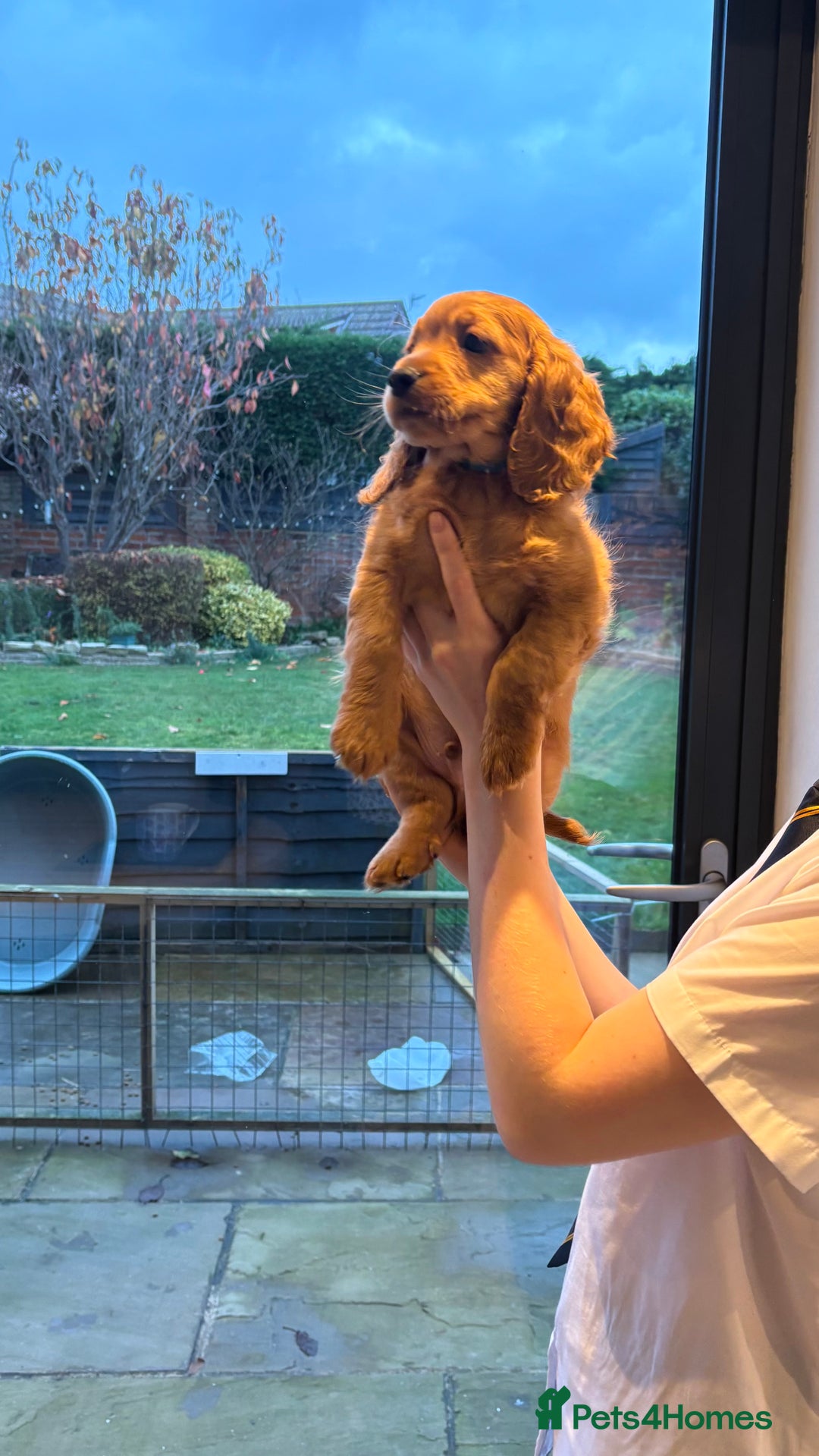 Cockapoo dogs for sale: Last Cockapoo boy  - Advert 3