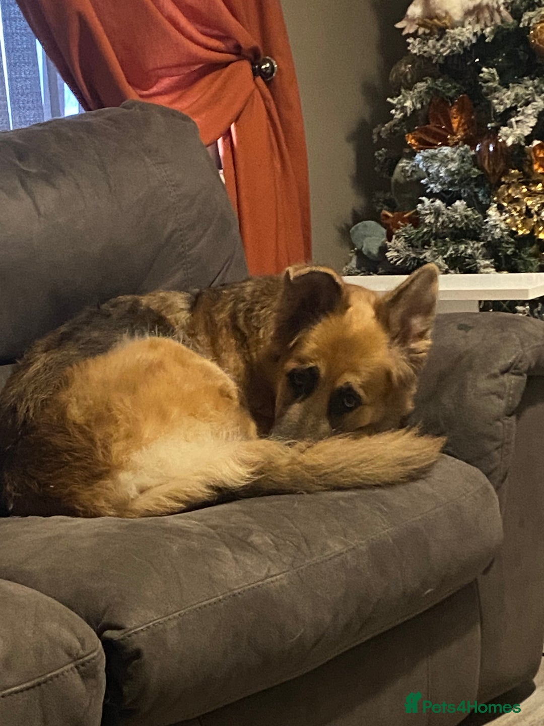 German Shepherd dogs for sale: 5* home needed - Advert 3