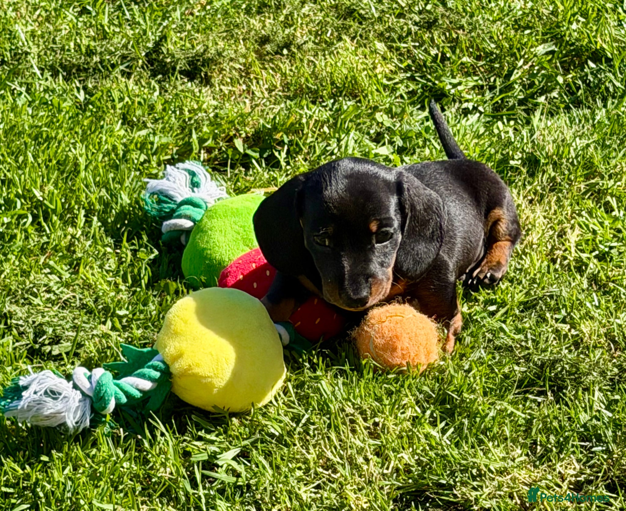 Miniature Dachshund dogs Meet Our Little Sausage Squad 🌭 - Advert 1