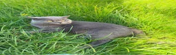 British Shorthair cats for stud: Cat for stunning - Advert 3