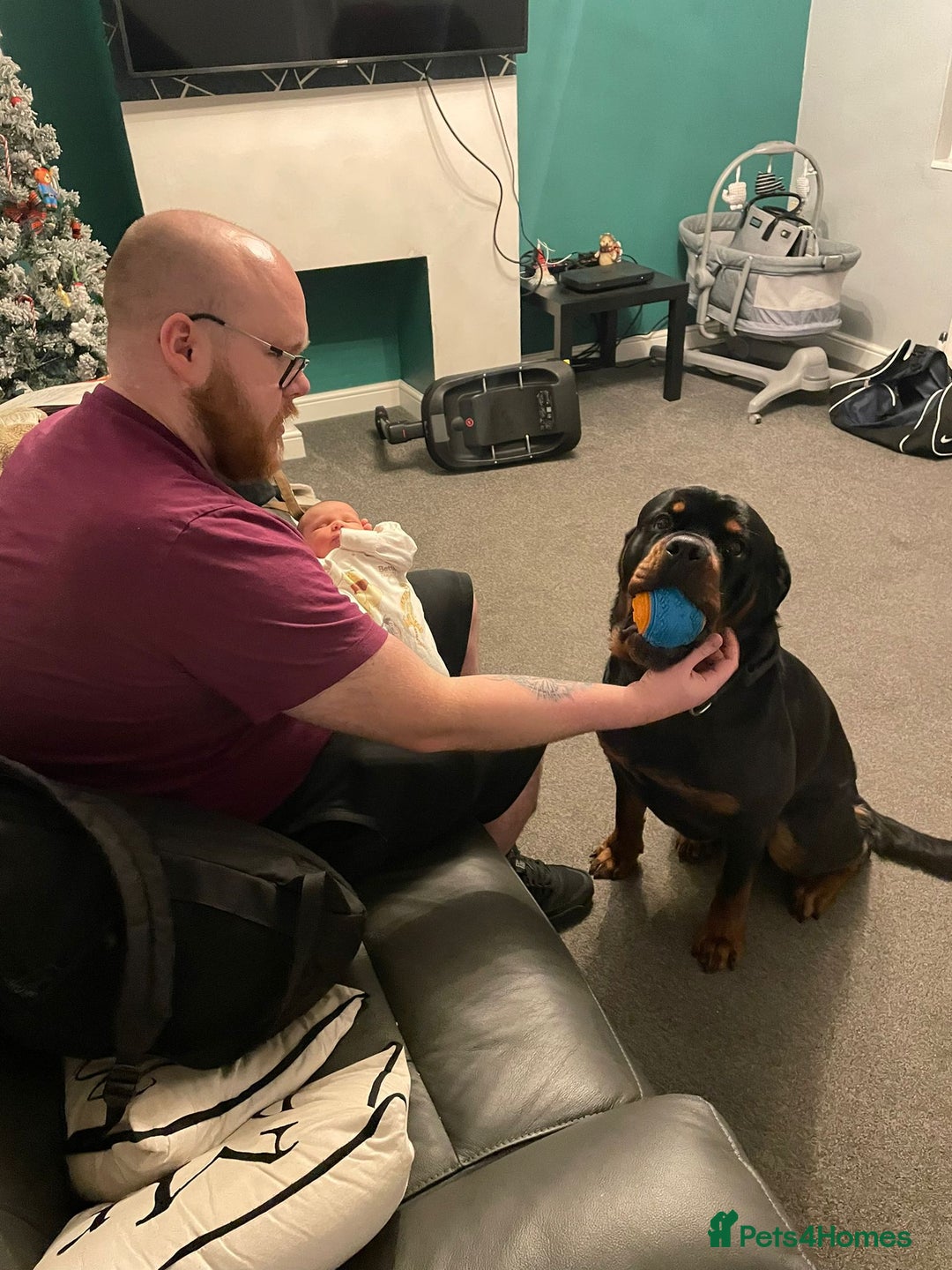 Rottweiler dogs for sale: Rottweiler needs a loving forever home  - Advert 15