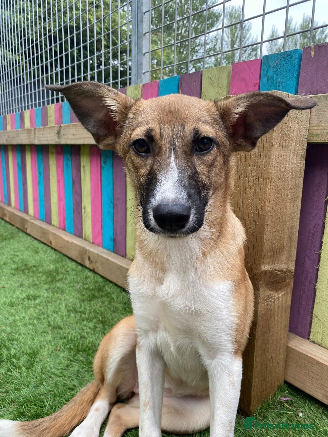 Mixed Breed dogs for adoption: Dahlia - In Ayr looking for a home  - Image 3