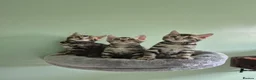 Bengal cats for sale: TICA Registered Bengal Kittens – Ready to Reserve - Advert 16