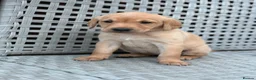 Labrador Retriever dogs for sale: Labrador Puppies  - Advert 10