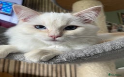 Ragdoll cats for sale: Cream point boy ready now in Lincoln - Image 13