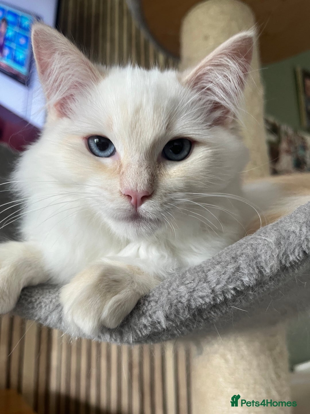 Ragdoll cats for sale: Cream point boy ready now in Lincoln - Image 13