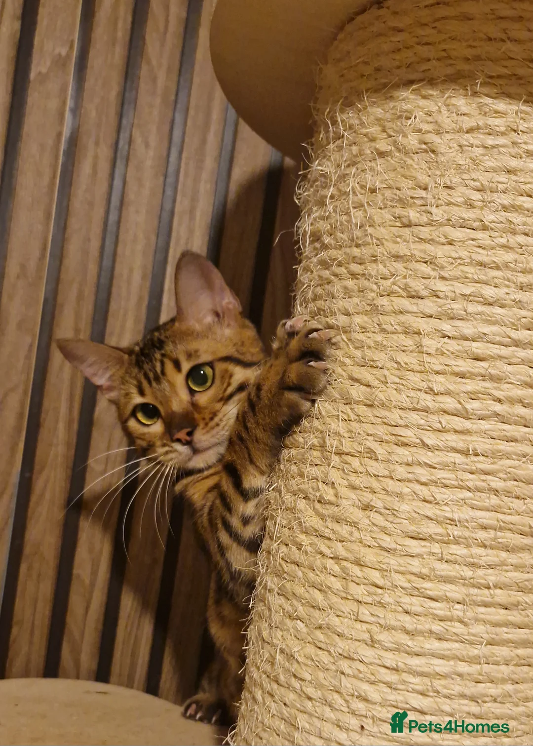 Bengal cats for sale: Beautiful queen ❤️ - Advert 5
