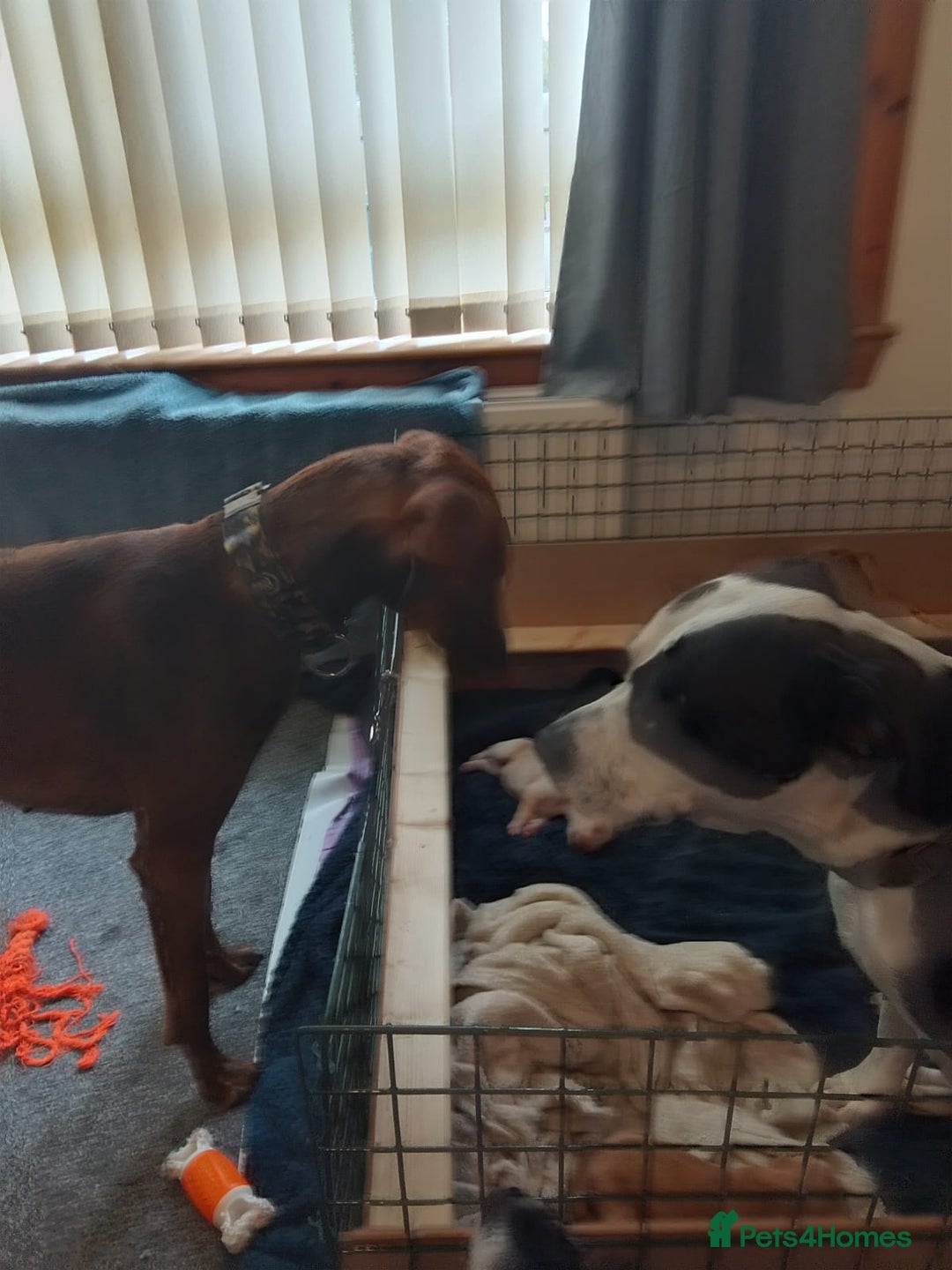 Mixed Breed dogs for sale: Gorgeous pups for sale - Image 27