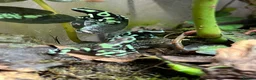 Frog reptiles for sale: Various Amphibians At Urban Exotics - Advert 11