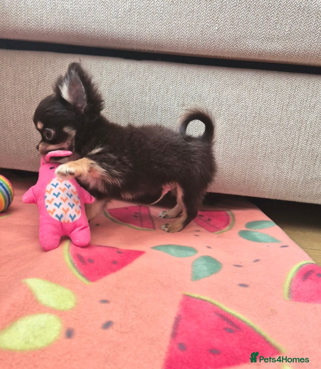 Chihuahua dogs KC reg parents Fully Health Tested Parents - Advert 2