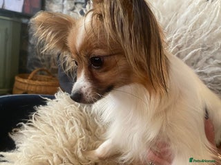 Papillon dogs Kennel Club registered Papillons - Advert 12