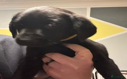 Labrador Retriever dogs for sale: Beautiful black Labrador pups - Advert 3
