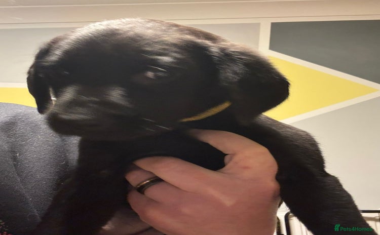 Labrador Retriever dogs - Advert 16