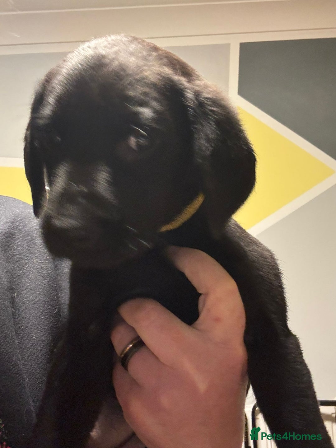 Labrador Retriever dogs for sale: Beautiful black Labrador pups - Advert 3