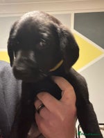 Labrador Retriever dogs - Advert 8