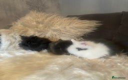 Lionhead rabbits for sale: Beautiful DoubleMane Lionhead Baby Bunnies/Rabbits - Image 3