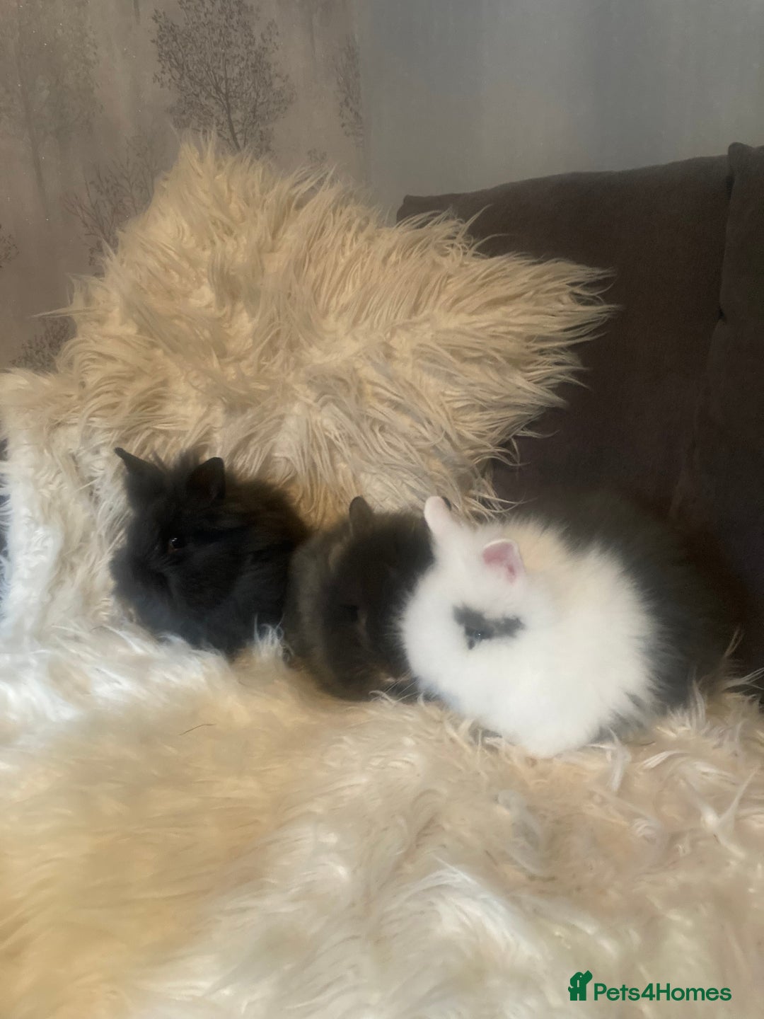 Lionhead rabbits for sale: Beautiful DoubleMane Lionhead Baby Bunnies/Rabbits - Image 3