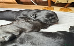 Labrador Retriever dogs for sale: Beautiful kennel club pups with impressive lines - Image 7
