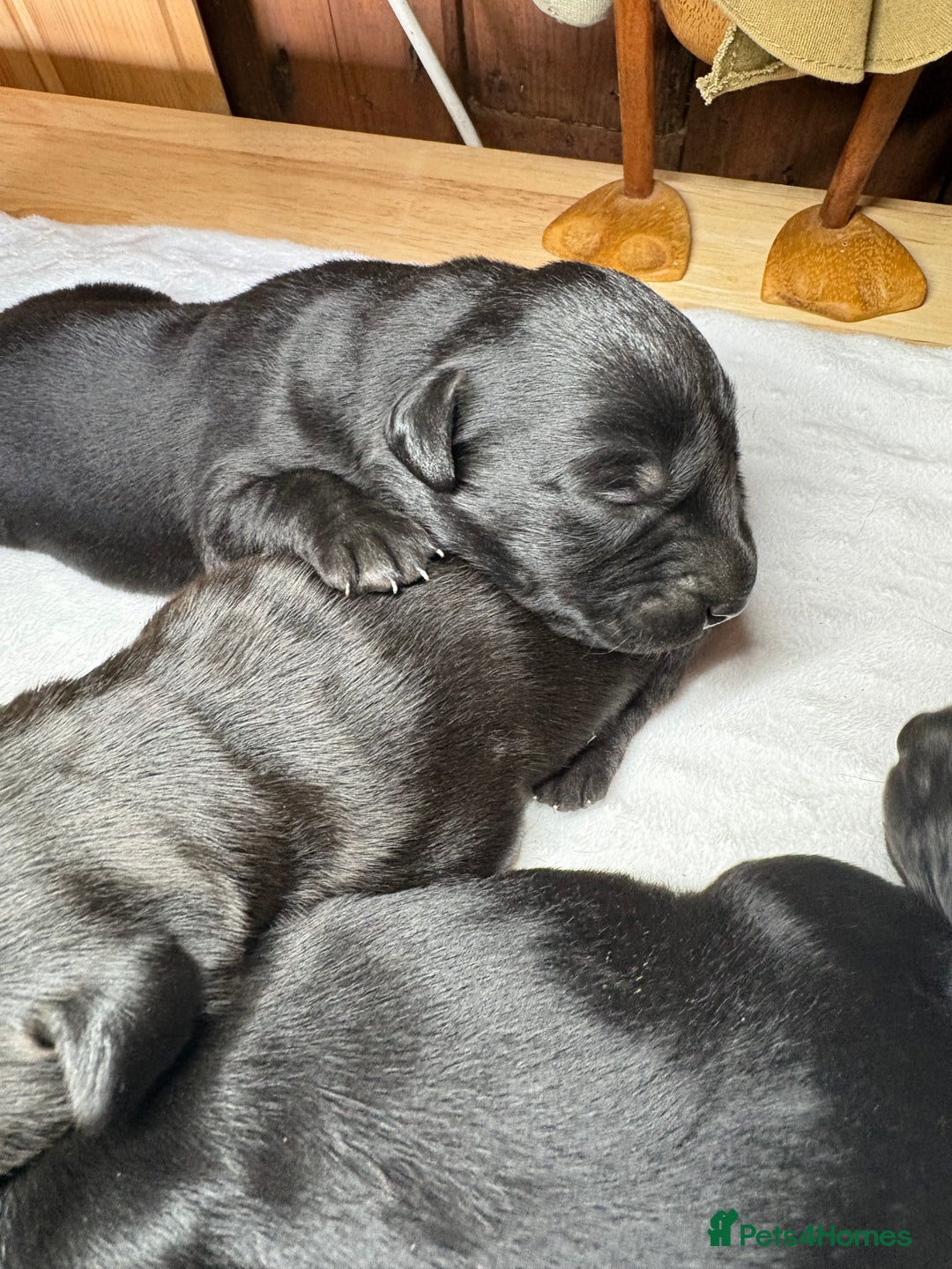 Labrador Retriever dogs for sale: Beautiful kennel club pups with impressive lines - Image 7