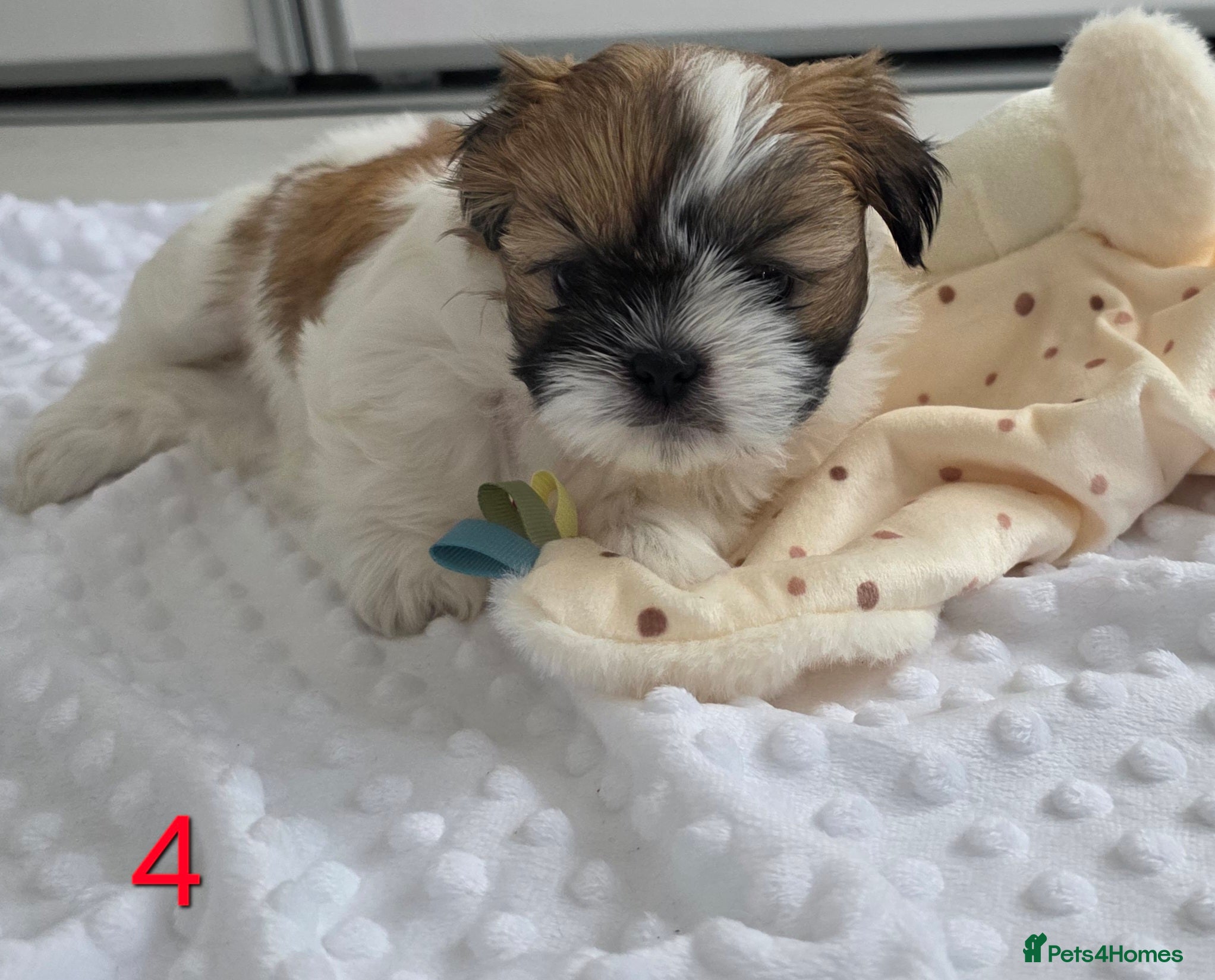 Mixed Breed dogs for sale: Beautiful 4 puppies (4 boys) - Advert 16