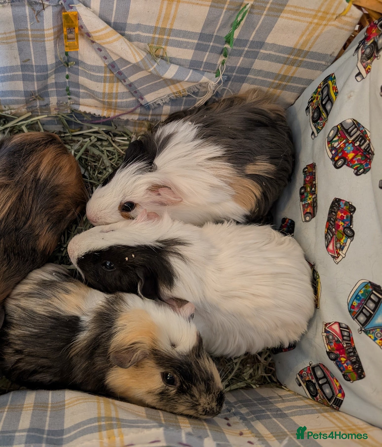 Guinea Pig rodents 3 Guinea pigs, all together - Advert 1