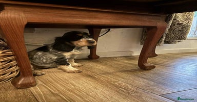 Cocker Spaniel dogs - Advert 5