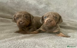 Dachshund dogs for sale: 4 weeks old dashounds - Image 5