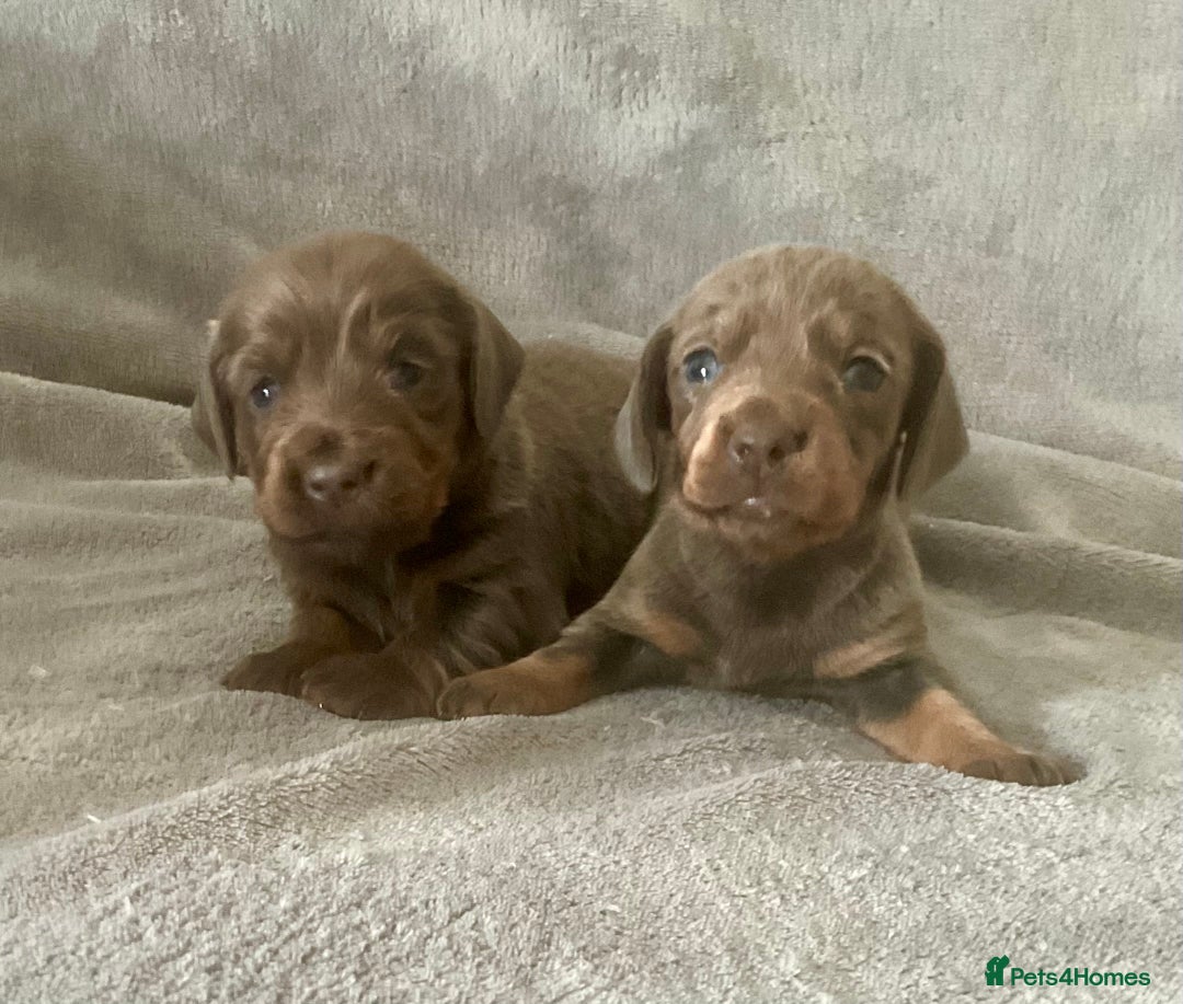 Dachshund dogs for sale: 4 weeks old dashounds - Image 5