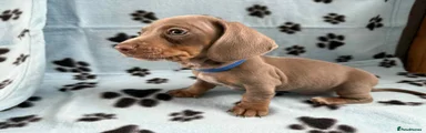 Miniature Dachshund Puppy 2
