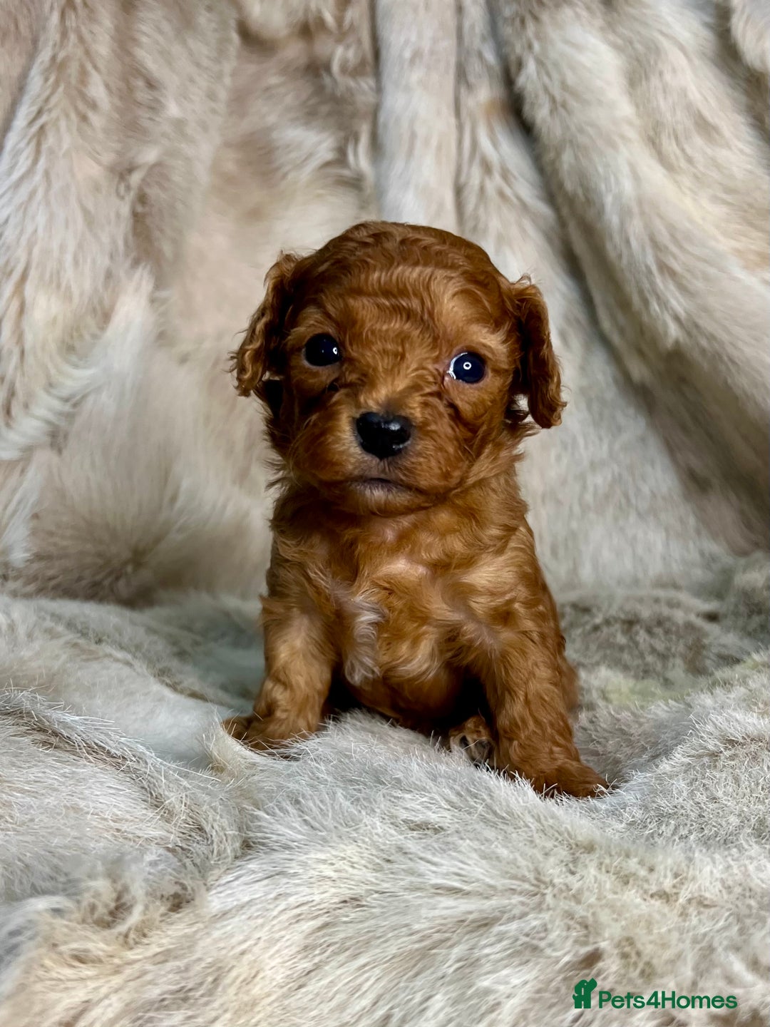 Cavapoochon dogs for sale: 5 ⭐️ LICENSED BREEDER HEALTH TESTED CAVAPOOCHONS - Advert 19