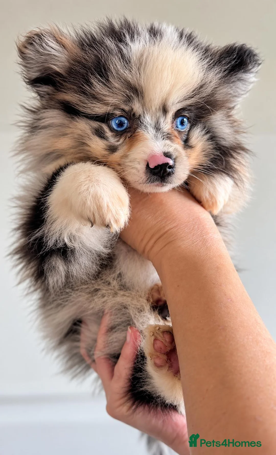 Pomeranian dogs for sale: Beautiful Pomeranian Puppies in Longfield - Advert 2