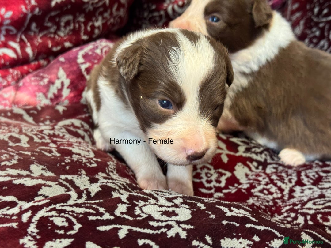Border Collie dogs for sale: Pure Bred Border Collie Puppies 4 Sale -KC Pending - Image 10