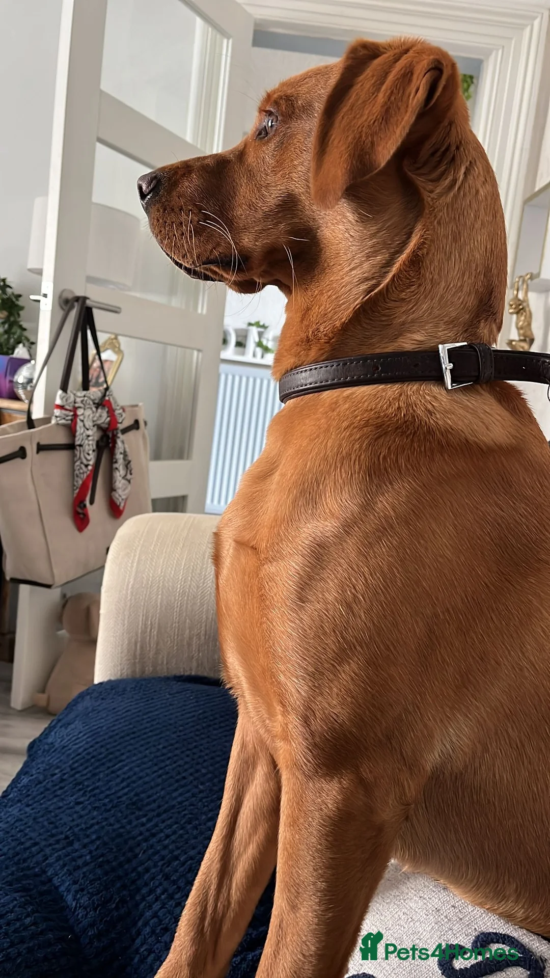 Labrador Retriever dogs for sale: Mr Ronnie the Red Fox Lab - Advert 2